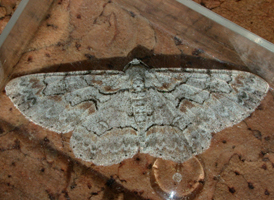 Bent-line Gray